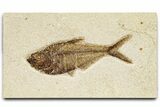 Detailed Fossil Fish (Diplomystus) - Wyoming #370867-1